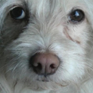 Author Raises Saddam Hussein's Dog In 'Behind The Eyes Of Liberty Pearl'