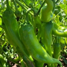 Blake's Lotaburger Launches New Signature Hatch Green Chile