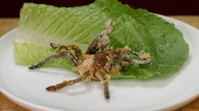 Smithsonian Networks to Premiere New Series BUG BITES Image