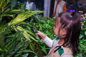 Live Butterflies Return To AMNH On October 6 