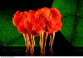 Review: MOMIX Treats Audience to a Night of Confectionary Delights Image