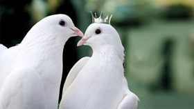 Canadian Stage Presents 36th Season Of Shakespeare In High Park Image