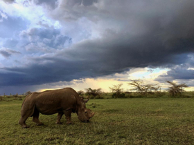 NATURE: THE LAST RHINO The Premiere On PBS 2/21 Image