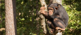 BBC America to Celebrate Chimps with 'Chimpsgiving' 