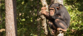 BBC America to Celebrate Chimps with 'Chimpsgiving' Image