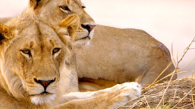 AFRICA'S HUNTERS Returns to Smithsonian Earth Image