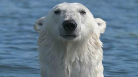 New Season of the Smithsonian Channel's POLAR BEAR TOWN Premieres Today  Image