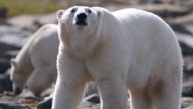 Smithsonian Channel's POLAR BEAR TOWN Season 2 Premieres 11/22/17 