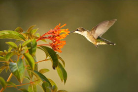 Celebrate Spring and Earth Day on PBS This April and May Image