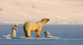 Smithsonian Channel Presents Special MY JOURNEY WITH A POLAR BEAR 
