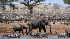 John Boyega to Narrate New BBC One Natural History Series SERENGETI  Image