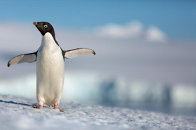 El Capitan Theatre Presents Disneynature's PENGUINS Image