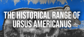 Columbia University School of the Arts Presents THE HISTORICAL RANGE OF URSUS AMERICANUS Image