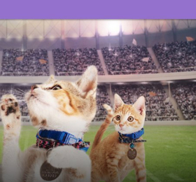 Rescue Pet Adoption Event KITTEN BOWL V Heading to Super Bowl LII 