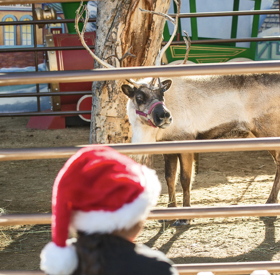 LA Zoo's Reindeer Romp Features Live Reindeer, Holiday Crafts, Keeper Talks, Photo Ops Image