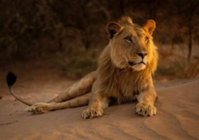 Smithsonian Channel to Premiere New Wildlife Documentary KING OF THE DESERT LIONS July 11  Image