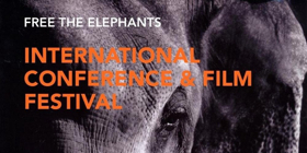 Free the Oregon Zoo Elephants Announce Free the Elephants Conference & Film Festival  Image