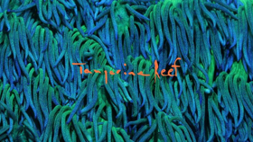 Animal Collective Releases New Album TANGERINE REEF 