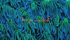 Animal Collective Releases New Album TANGERINE REEF Image