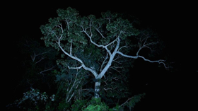 KABINETT to Screen Soundwalk Collective's JUNGLE-IZED MIAMI Image
