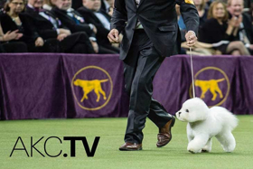 New Digital TV Network AKC.TV Airs 24/7 Content for Dog Lovers Image