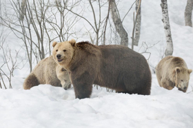 Smithsonian Channel Heads To The Frozen Forests Of Northern Europe To Witness Battle For Survival Image