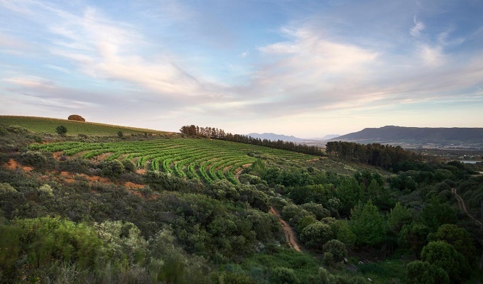 Backsberg Picnic Concert Series Set To Rock The Paarl Valley Again In February and March Image