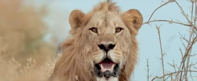 VIDEO: Sneak Peek - Nat Geo WILD's SAVAGE KINGDOM: UPRISING Returns 11/24 Video