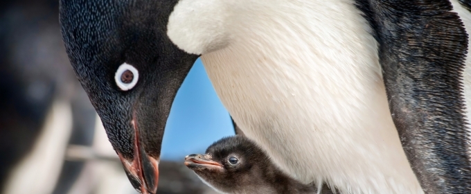 VIDEO: Watch a New Look at Disneynature's PENGUINS Video