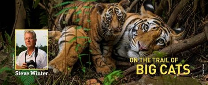 National Geographic Live: On The Trail Of Big Cats Comes To Playhouse 