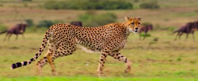 VIDEO: Netflix Debuts Extended Trailer for OUR PLANET Video