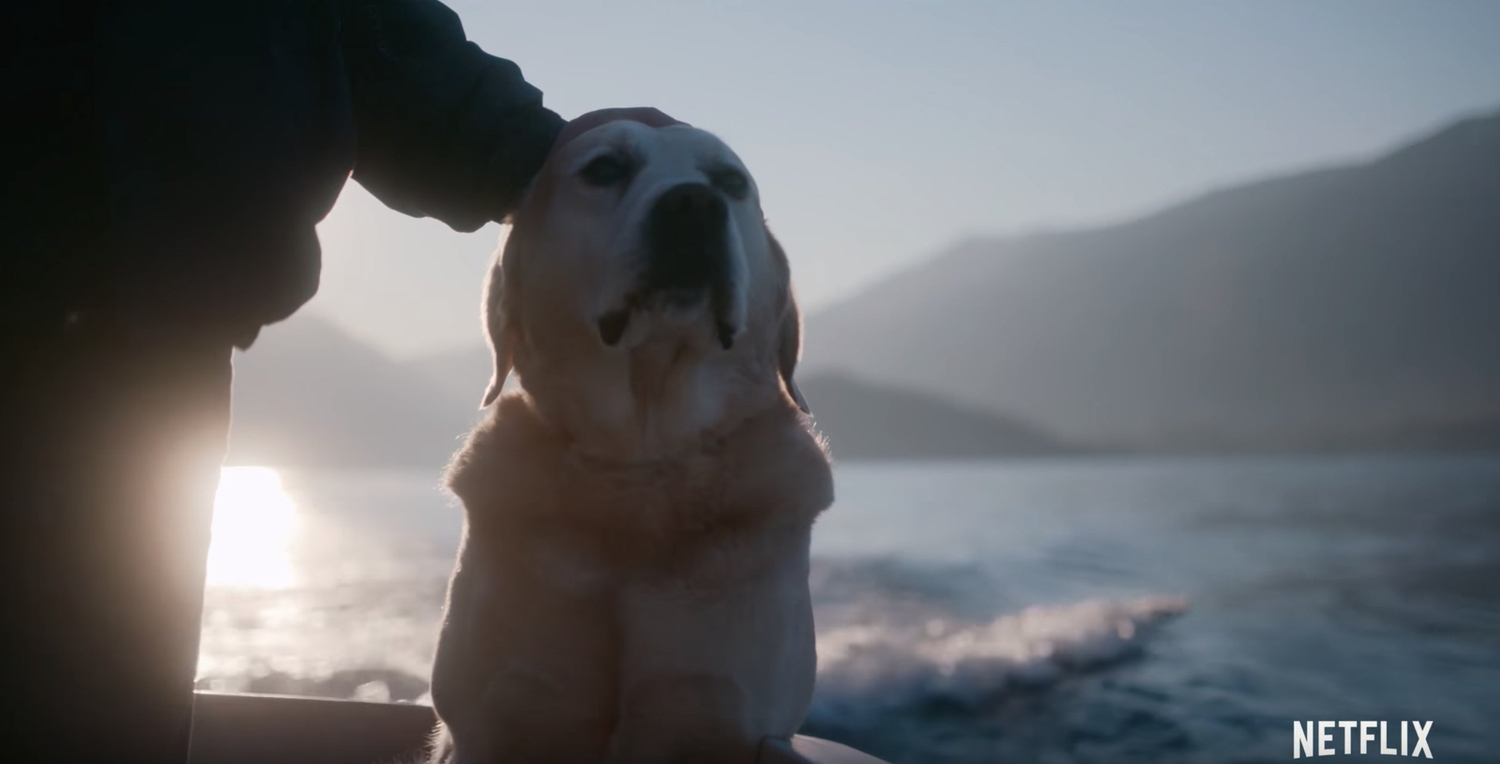 VIDEO Watch the Official Trailer for Netflix Documentary Series DOGS Video