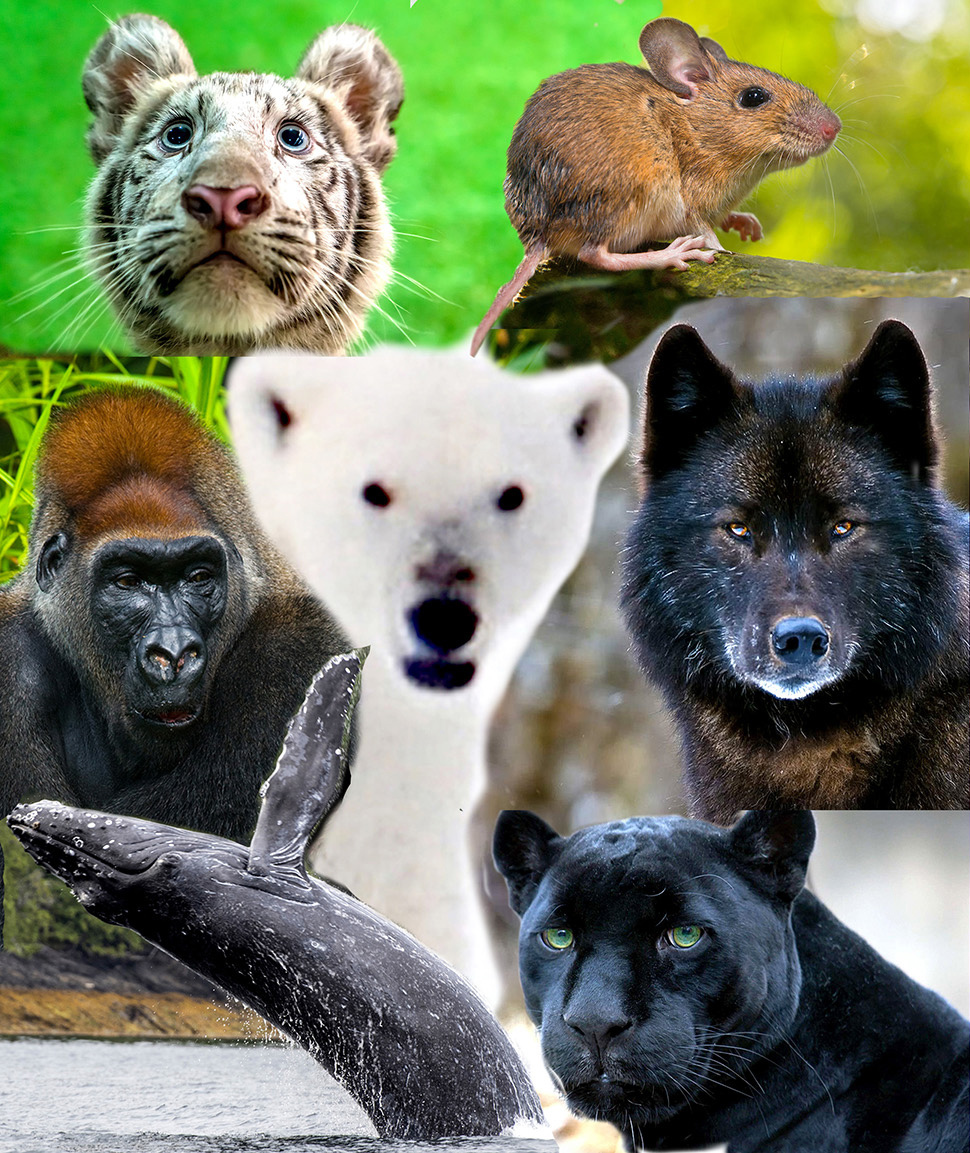Mississippi Mud Productions Announces The Animal Empathy Project Image