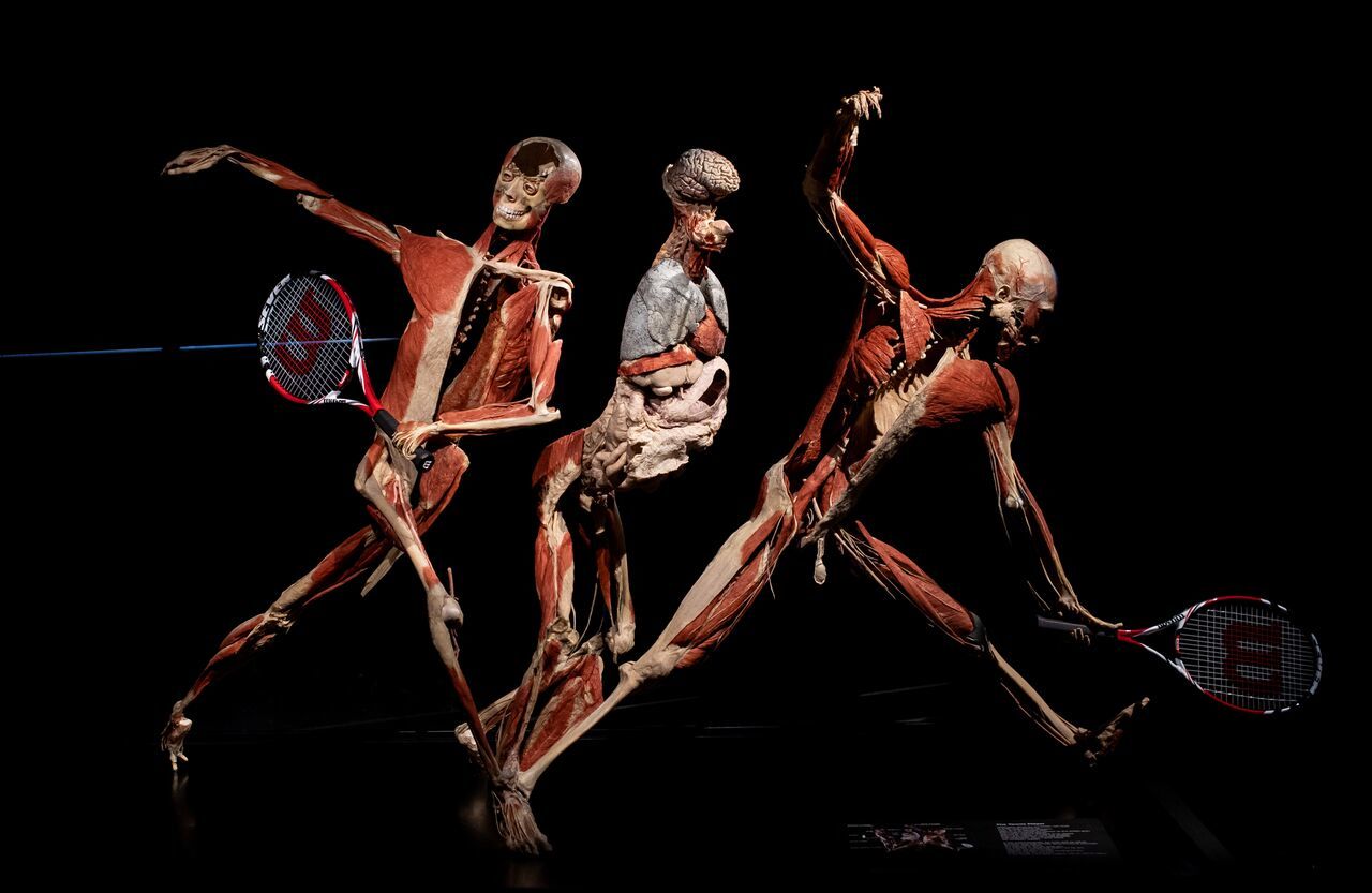 The Cadavers of BODY WORLDS Come to London 