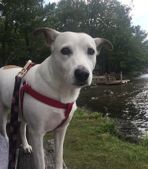 Composers Concordance Presents 'Best In Show' Dog Event Image