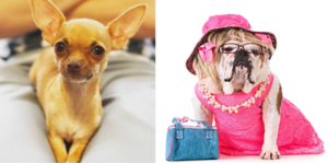 OMG You Guys! Dog Auditions to Be Held For Legally Blonde The Musical In Glasgow  Image