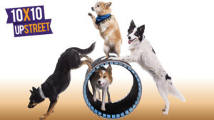 CANINE CABARET MUTTS GO NUTS Comes To BTG For School Vacation Week  Image