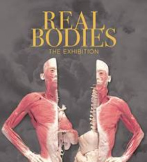 REAL BODIES The Exhibition Premieres In Sydney  Image