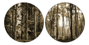 JKC Gallery Hosts Photo Exhibit By Ryann Casey 8/1-9/7 Image