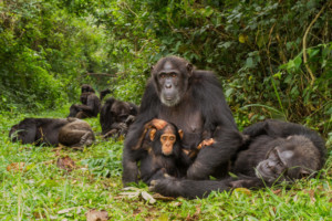 NATIONAL GEOGRAPHIC LIVE! Comes to the Broad Stage Image