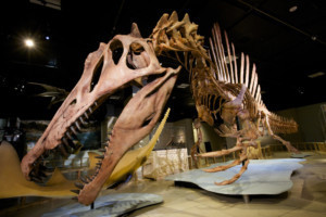 The McCoy To Host National Geographic Live's SPINOSAURUS: LOST GIANT OF THE CRETACEOUS Image