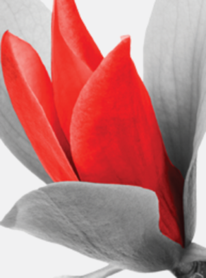 STEEL MAGNOLIAS Comes to Popejoy Hall Image