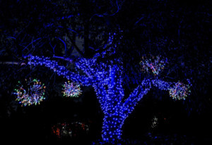 Mounts Botanical Garden Welcomes 400 To Preview Of GARDEN OF LIGHTS  Image