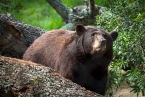 ROCO Connections Presents PETER AND THE BEAR Image