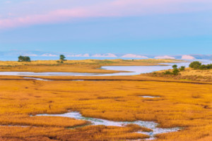 California Native Plant Society Presents BEAUTY AND THE BEAST: CALIFORNIA WILDFLOWERS AND CLIMATE CHANGE  Image