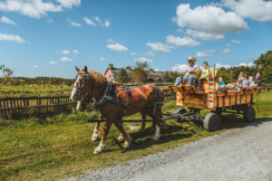 Bethel Woods Center For The Arts Announces Community Partnerships For 2019 Harvest Festival  Image