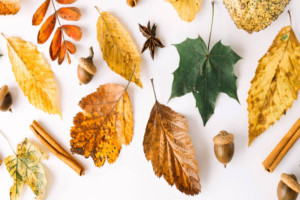Concrete Timbre and AWCANYC Present First Collaboration Autumn Salon Image