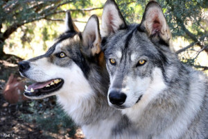 Sedona Wolf Week Returns Image