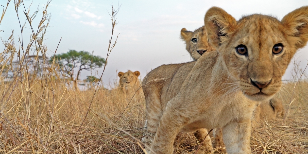 VIDEO: Discovery Releases Trailer of Lupita Nyong'o in SERENGETI Video