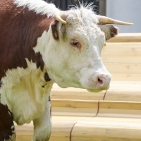 Photo Flash: Greenwich+Docklands International Festival Features PASTURE WITH COWS Video